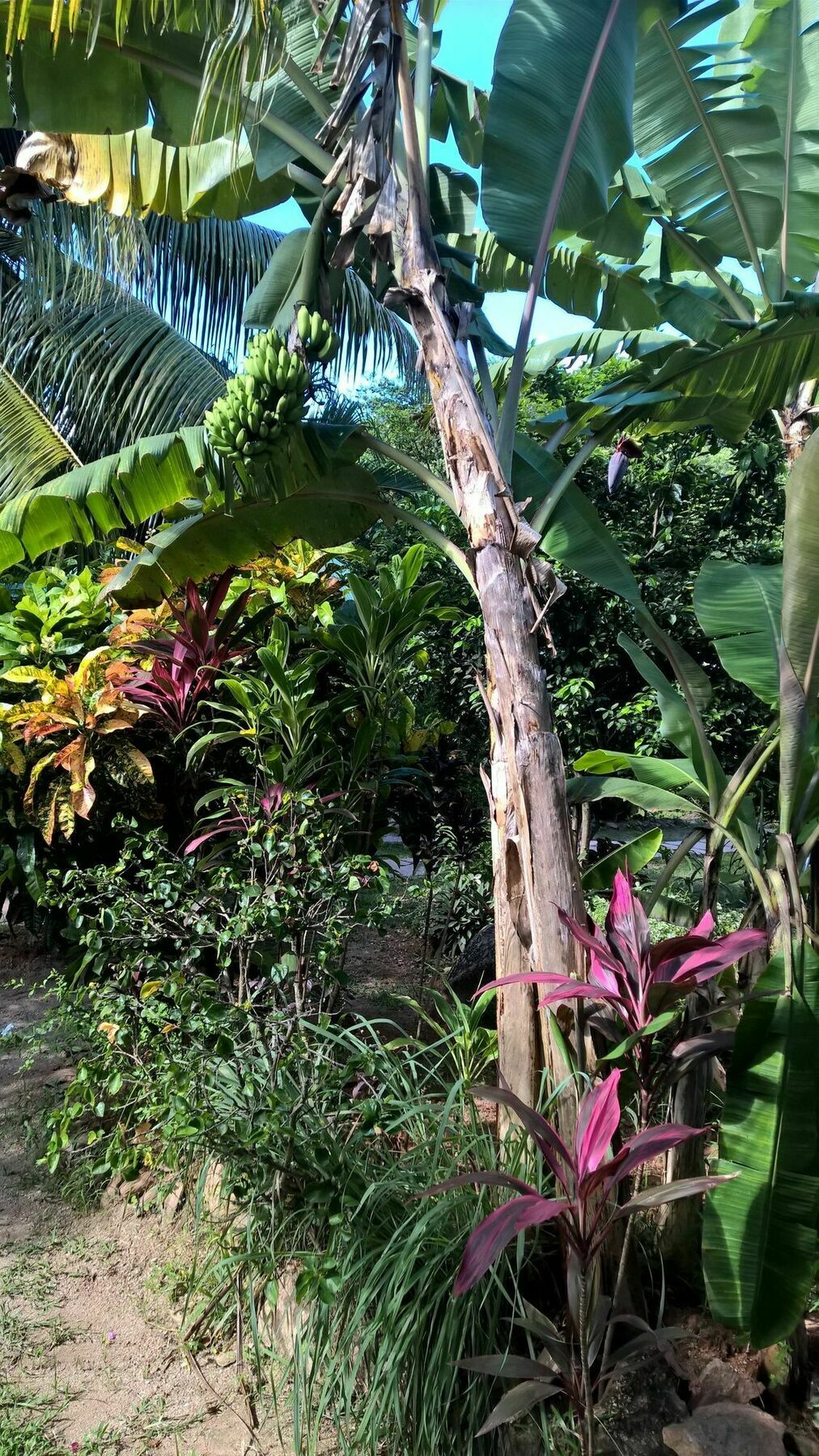 Cocotier Du Rocher La Digue Exterior foto