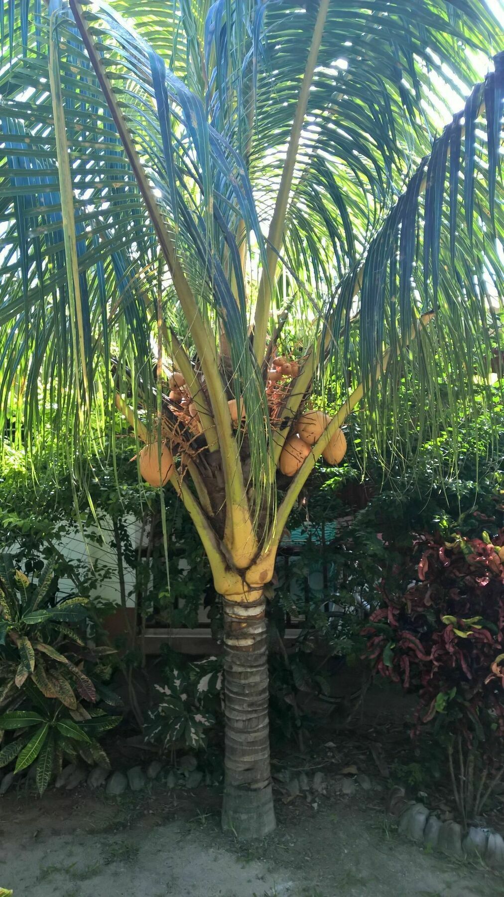 Cocotier Du Rocher La Digue Exterior foto