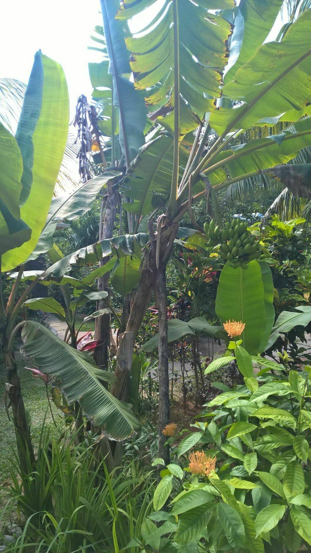 Cocotier Du Rocher La Digue Exterior foto