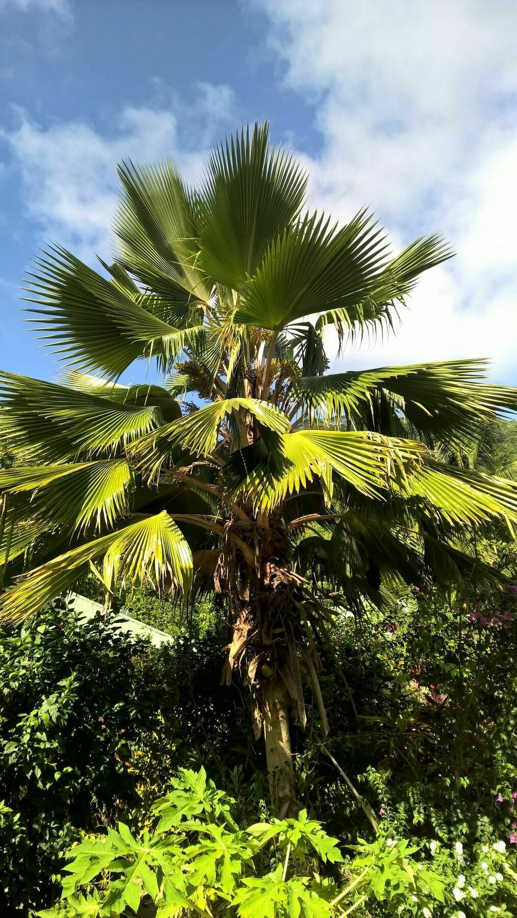 Cocotier Du Rocher La Digue Exterior foto